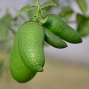 LIMONE CAVIALE VERDE FINGER LIME IN VASO 20CM