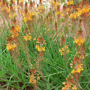Fiore Di Serpente
