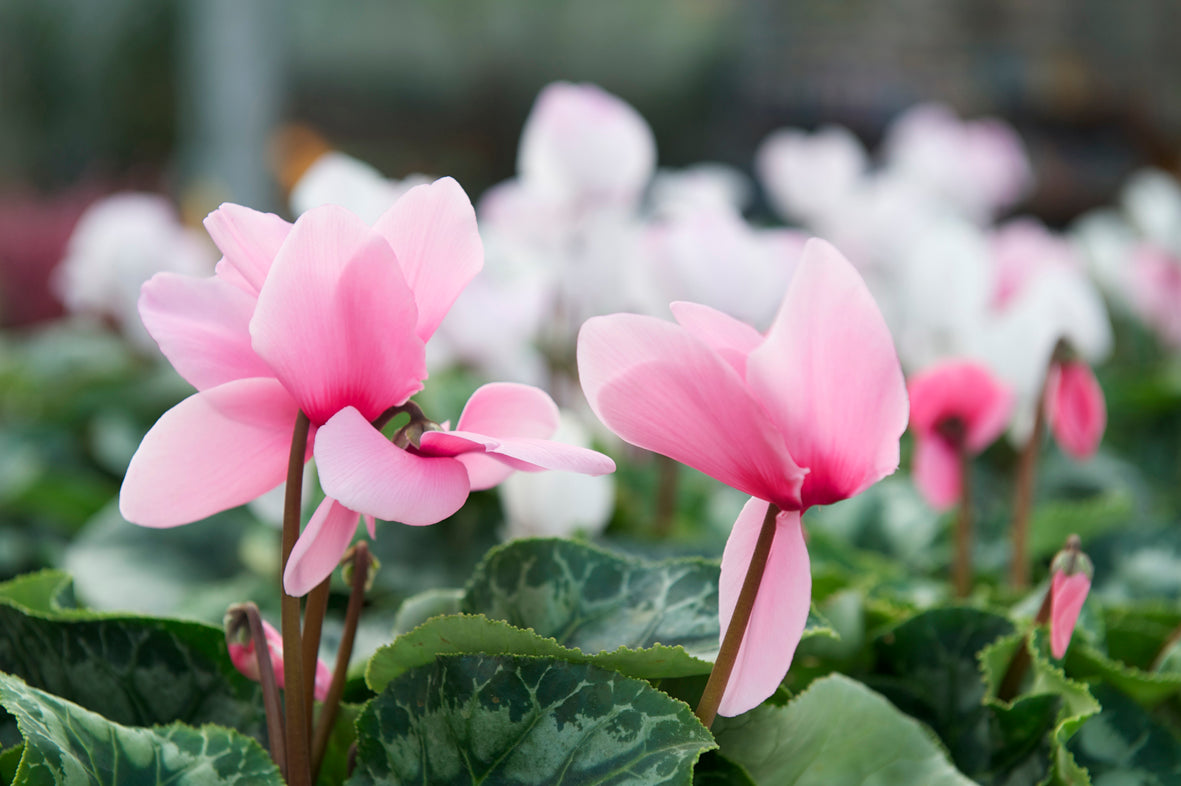 OFFERTA 3 PIANTE DI CICLAMINI ROSA VASO 10CM