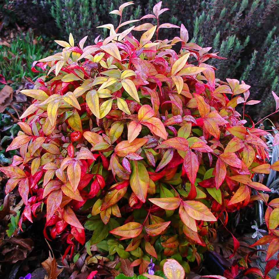 NANDINA DOMESTICA FIRE POWER VASO 18CM
