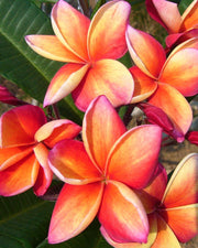 PLUMERIA POMELIA IN VASO 20CM ARANCIO SYNCHRONICITY
