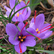 OFFERTA 500 BULBI DI CROCUS SATIVUS ZAFFERANO