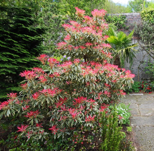 PIERIS JAPONICA FLAMING SILVER VASO 19CM