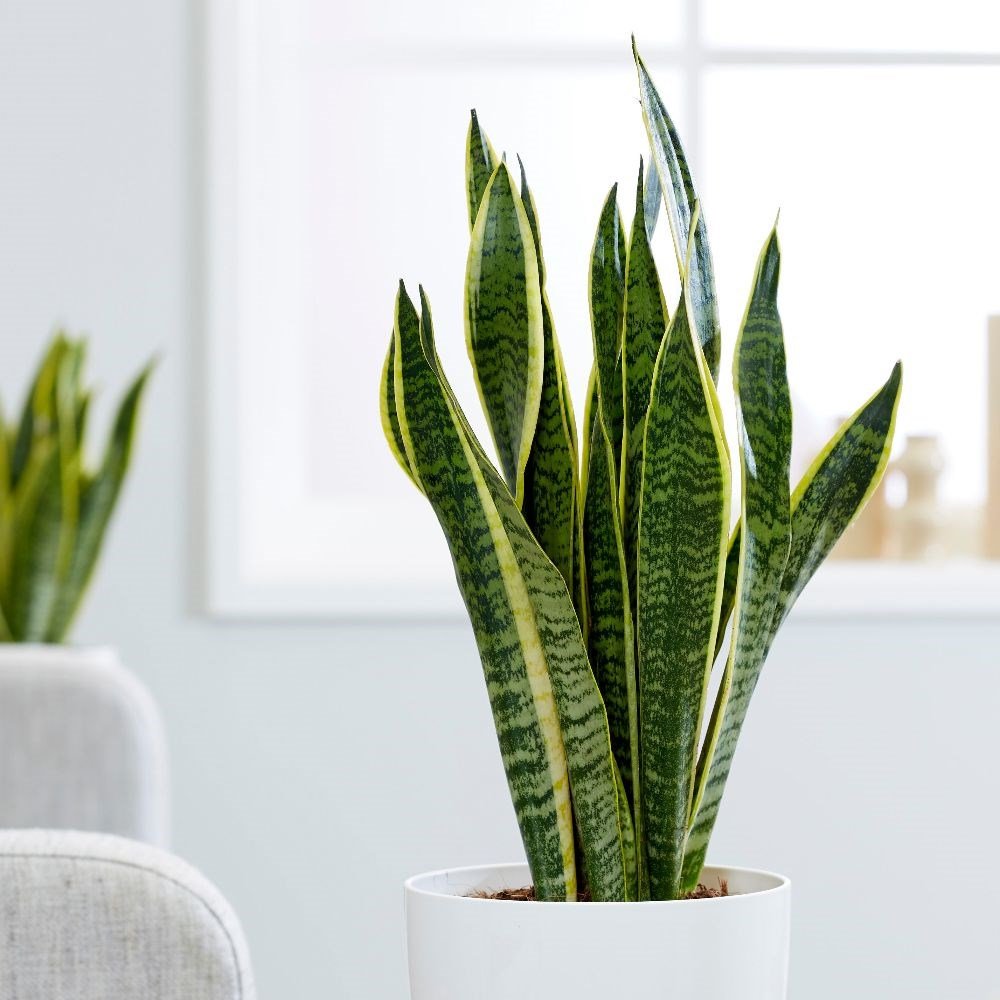 SANSEVIERIA LAURENTII IN VASO 14CM