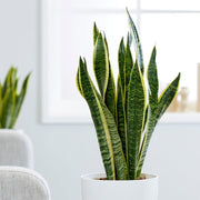 SANSEVIERIA LAURENTII IN VASO 17CM