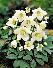 HELLEBORUS NIGER BLACK LINE ROSA DI NATALE VASO 12CM