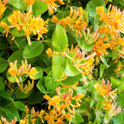 LONICERA CAPRIFOGLIO HENRYI COPPER BEAUTY IN VASO 15CM