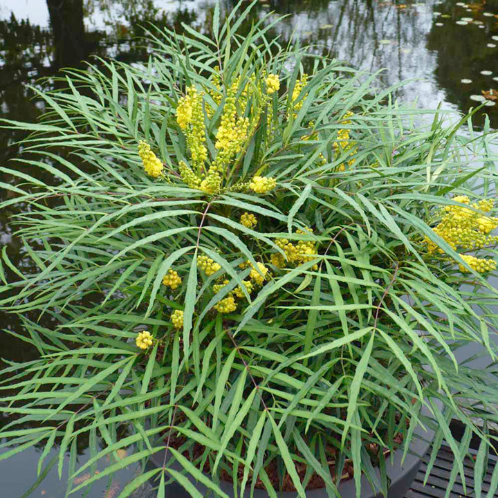 MAHONIA JAPONICA SOFT CARESS VASO 18CM