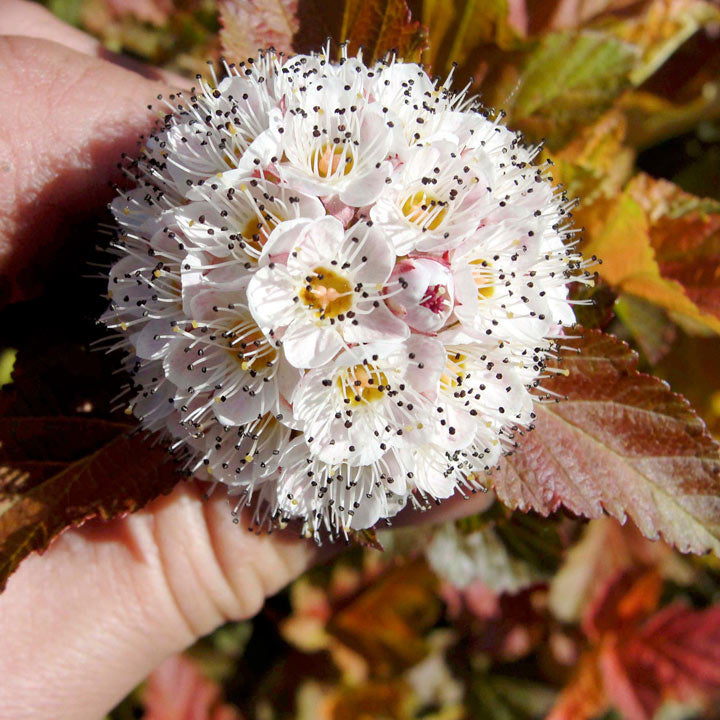 PHYSOCARPUS OPULIFOLIUS AMBER JUBILEE VASO 18CM