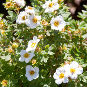 POTENTILLA FRUCTICOSA CREME BRULEE VASO 18CM