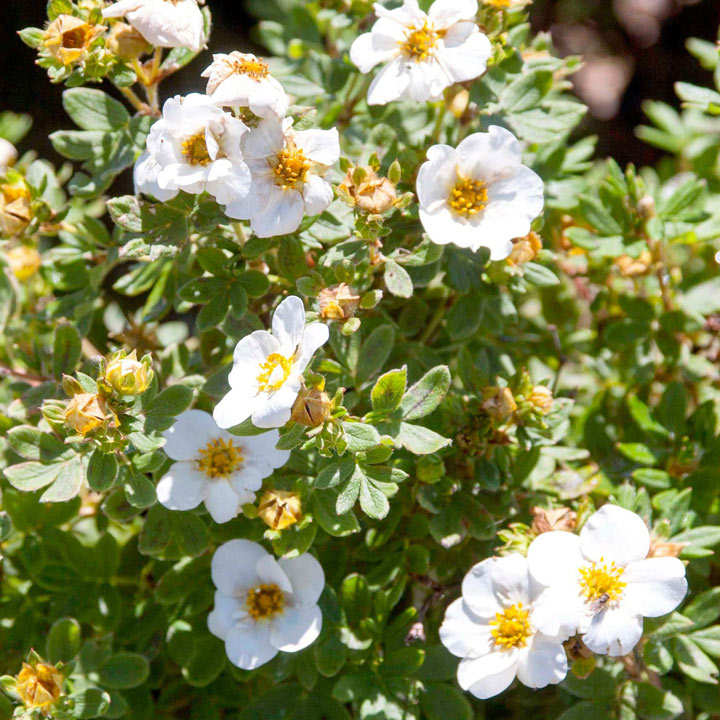 POTENTILLA FRUCTICOSA CREME BRULEE VASO 18CM