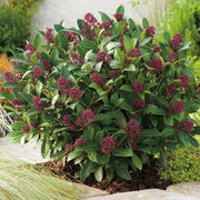 SKIMMIA RUBELLA VASO 15CM