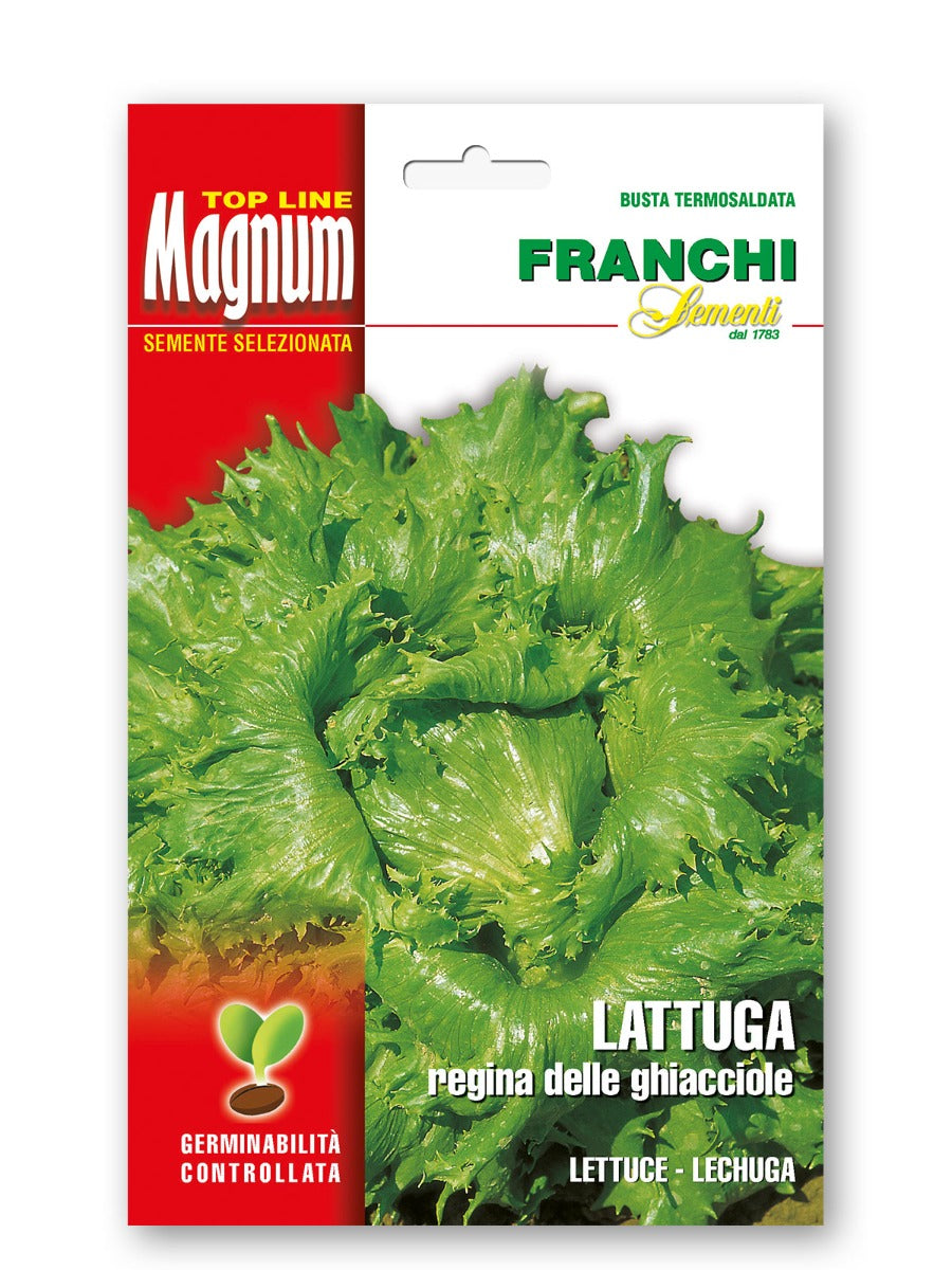SEMI DI LATTUGA REGINA DELLE GHIACCIOLE
