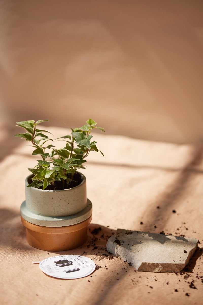 CANDELA PORTAVASO FOLIA FRAGRANZA BAMBOO E TE' VERDE 326GR