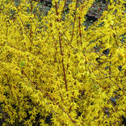 FORSYTHIA FORSIZIA INTERMEDIA MIKADOR IN VASO 18CM