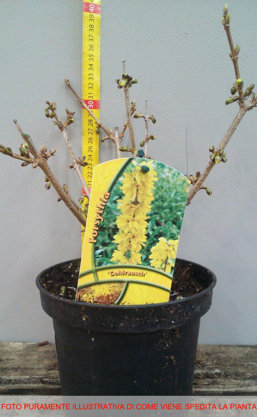 FORSYTHIA FORSIZIA INTERMEDIA GOLDRAUSCH IN VASO 18CM