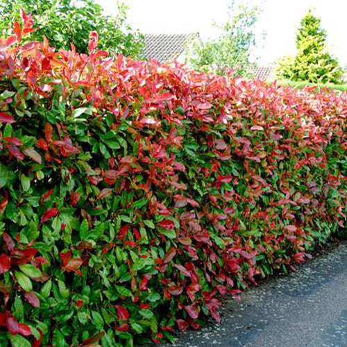 PHOTINIA NANA IN VASO 17CM