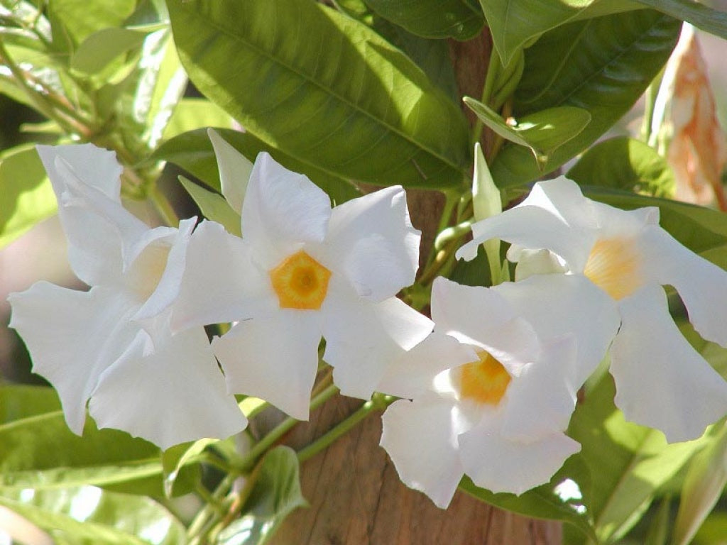 DIPLADENIA BIANCA VASO 14CM