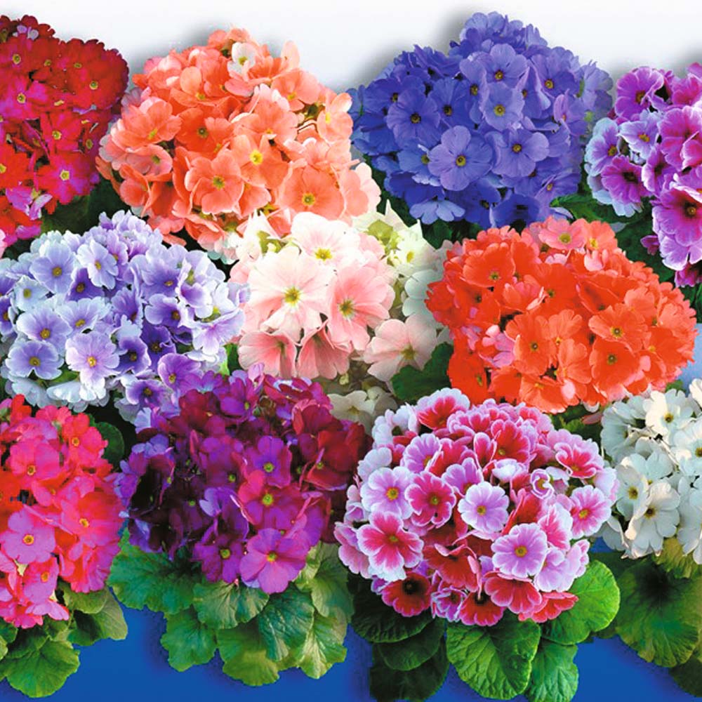 PRIMULA OBCONICA VASO 14CM COLORE ASSORTITO