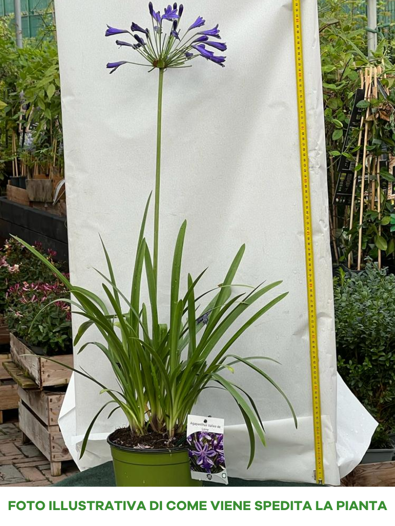 AGAPANTHUS VALLEE DE LOIRE VASO 18CM