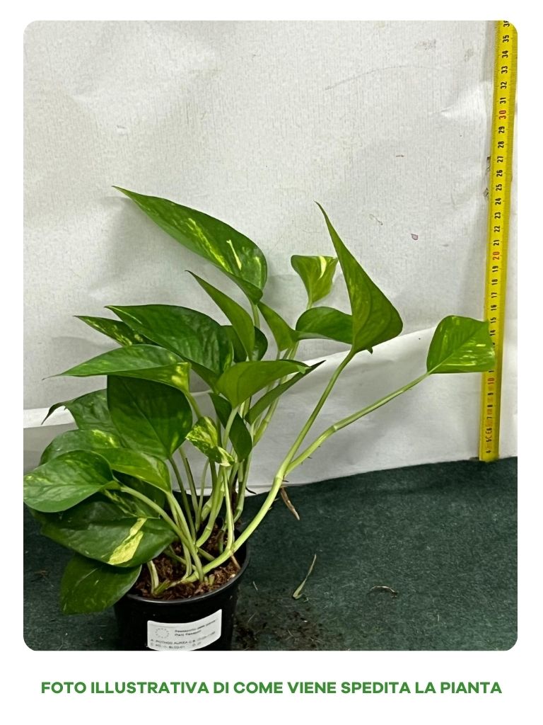 POTHOS AUREA VASO 10CM