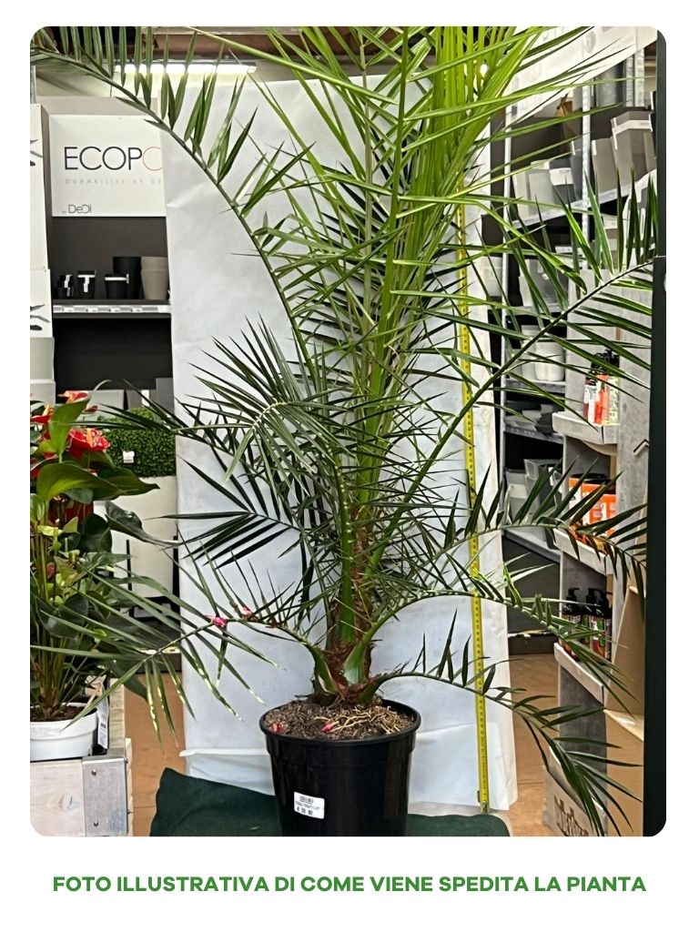 PALMA DELLE CANARIE PHOENIX CANARIENSIS IN VASO 24CM