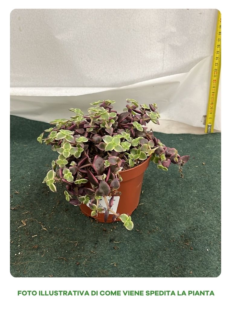 CRASSULA MARGINALIS VASO 12CM