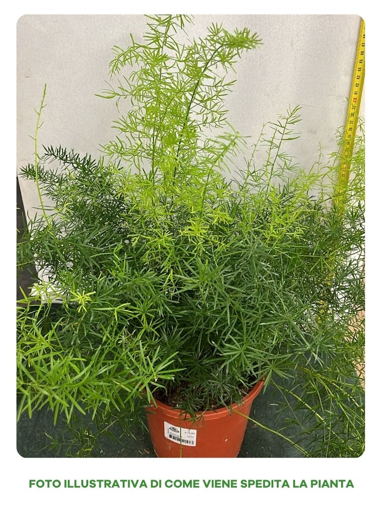 ASPARAGUS SPRENGERI, IN VASO DA 17CM
