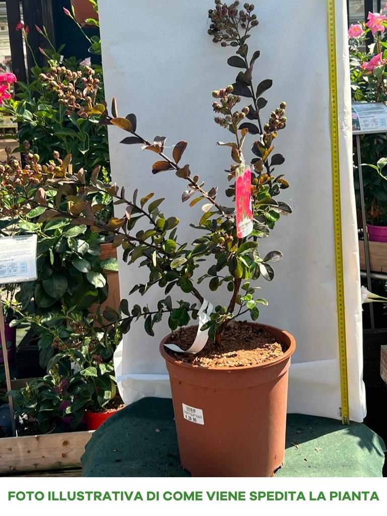 LAGERSTROEMIA INDICA “BRAISE D’ETÉ” VASO 27CM