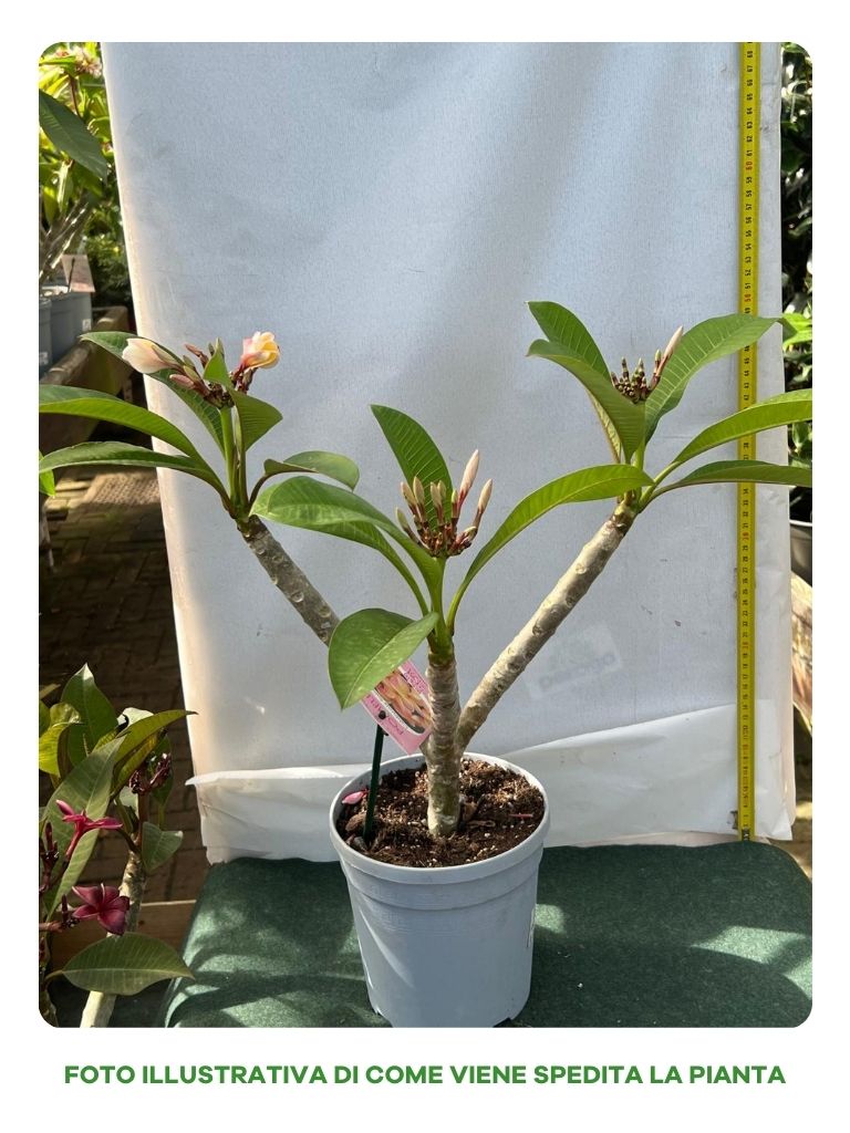 PLUMERIA POMELIA IN VASO 18CM ROSSA RED PACK