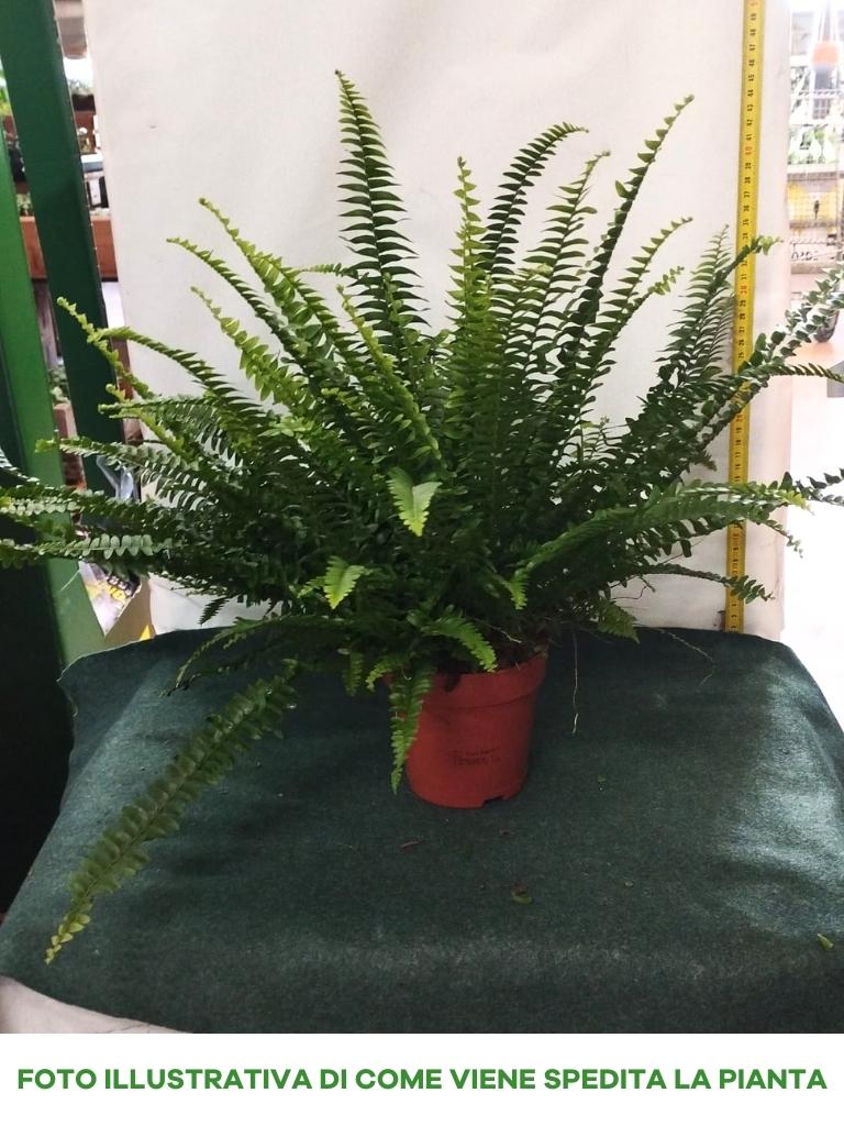 NEPHROLEPIS EXALTATA GREEN LADY IN VASO 12CM