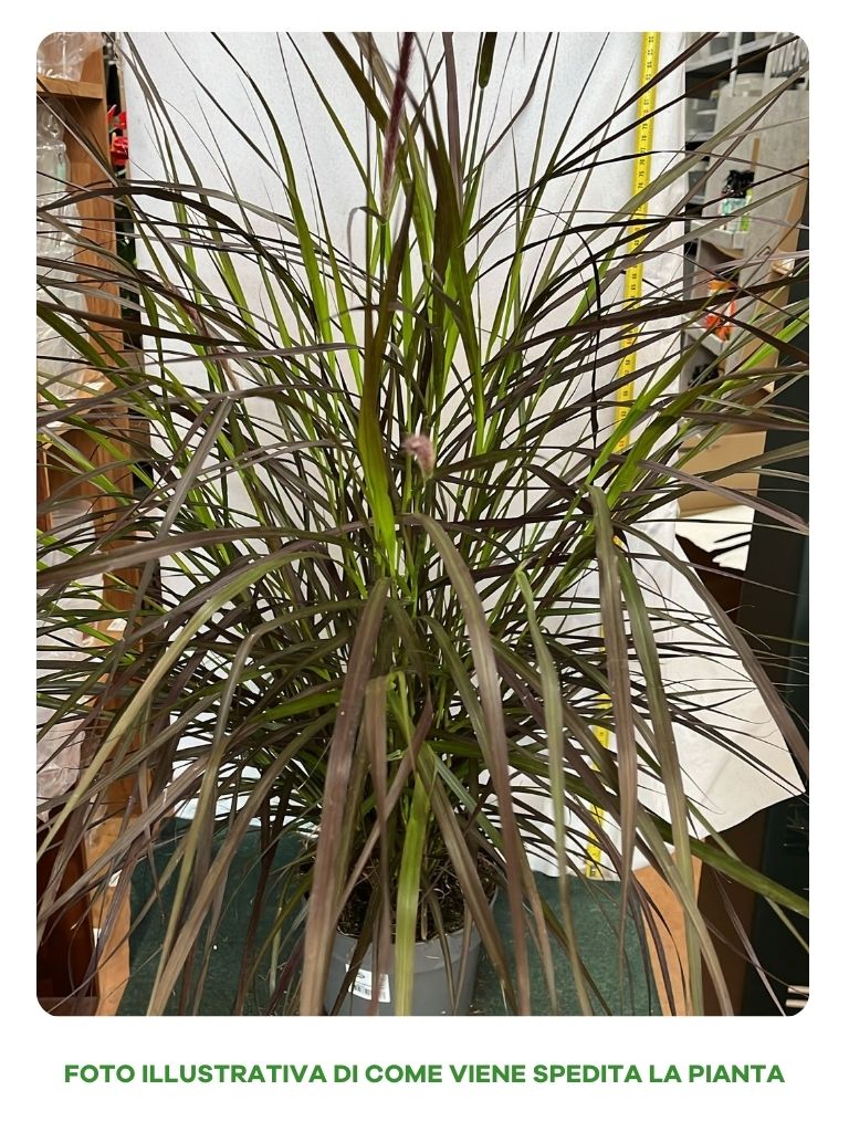 PIANTA PENNISETUM ADVENA CHELSEA, VASO 19CM