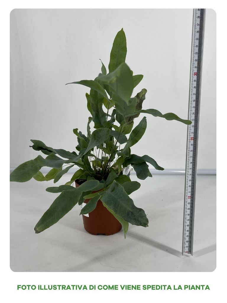 PHLEBODIUM AUREUM BLUE STAR FELCE PIEDE DI CONIGLIO VASO 12CM