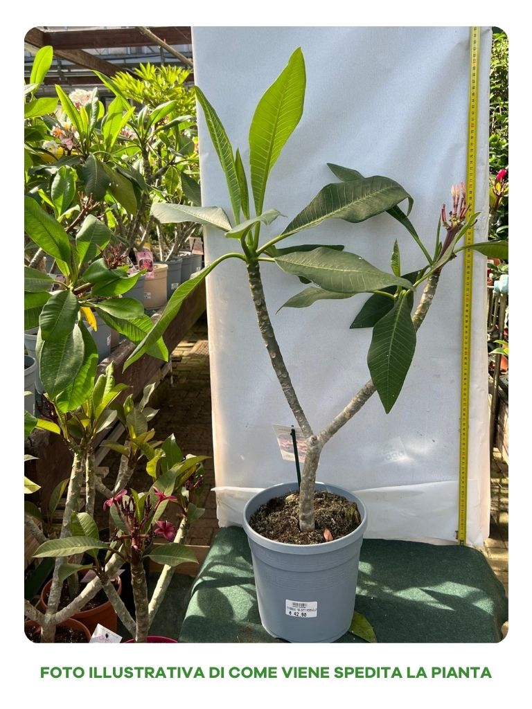 PLUMERIA POMELIA IN VASO 20CM BIANCA E GIALLA, XANADU