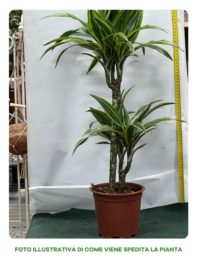 DRACENA LEMON H.45-15 CM, VASO 15CM