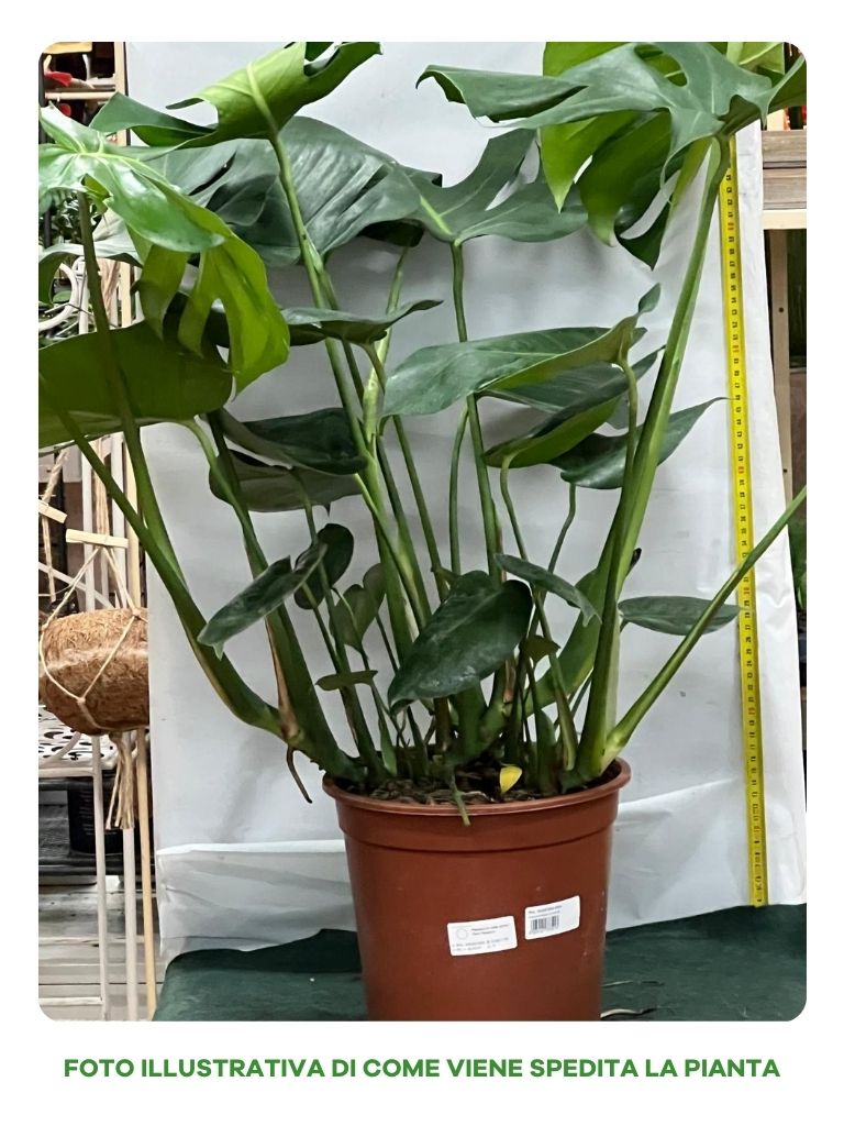 PHILODENDRON MONSTERA VASO 24CM