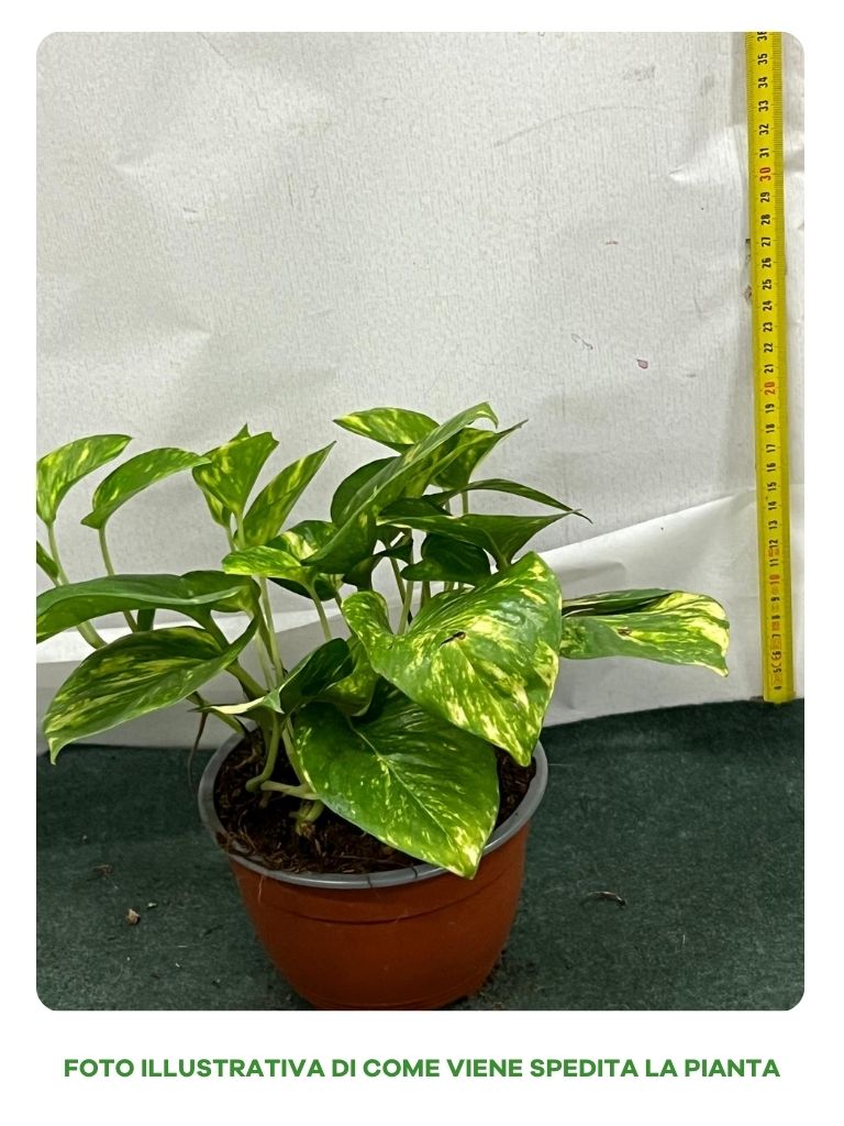 POTHOS AUREA VASO 15CM