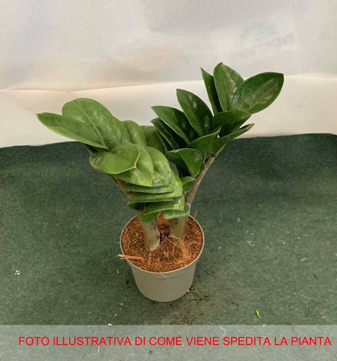ZAMIOCULCAS ZENZI 9CM