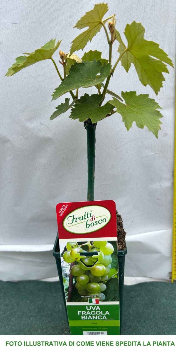UVA DA TAVOLA FRAGOLA BIANCA IN VASO 12CM