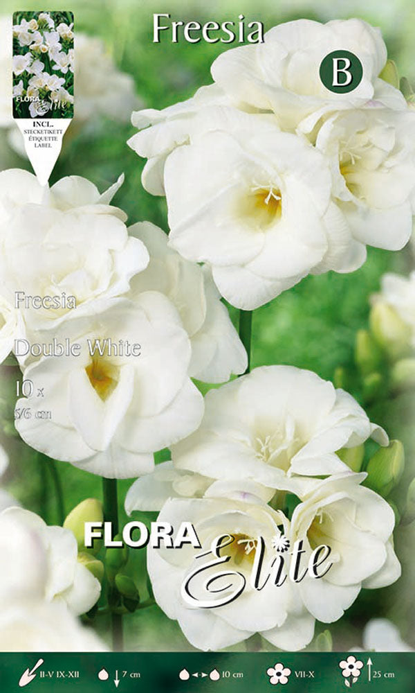 FREESIA DOUBLE WHITE (CONFEZIONE DA 10 BULBI)