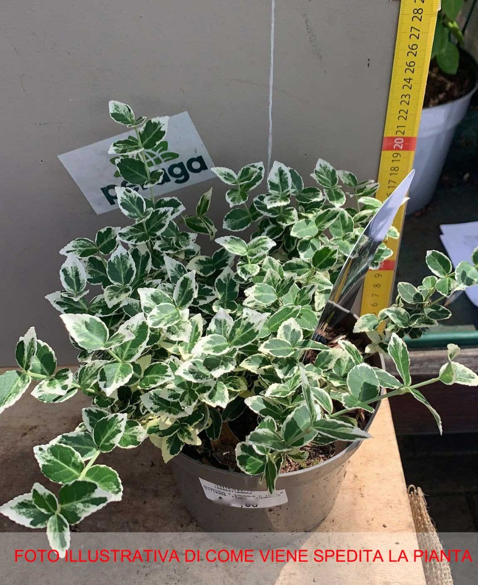 EUONYMUS FORTUNEI 'EMERALD GAIETY' VASO 15CM