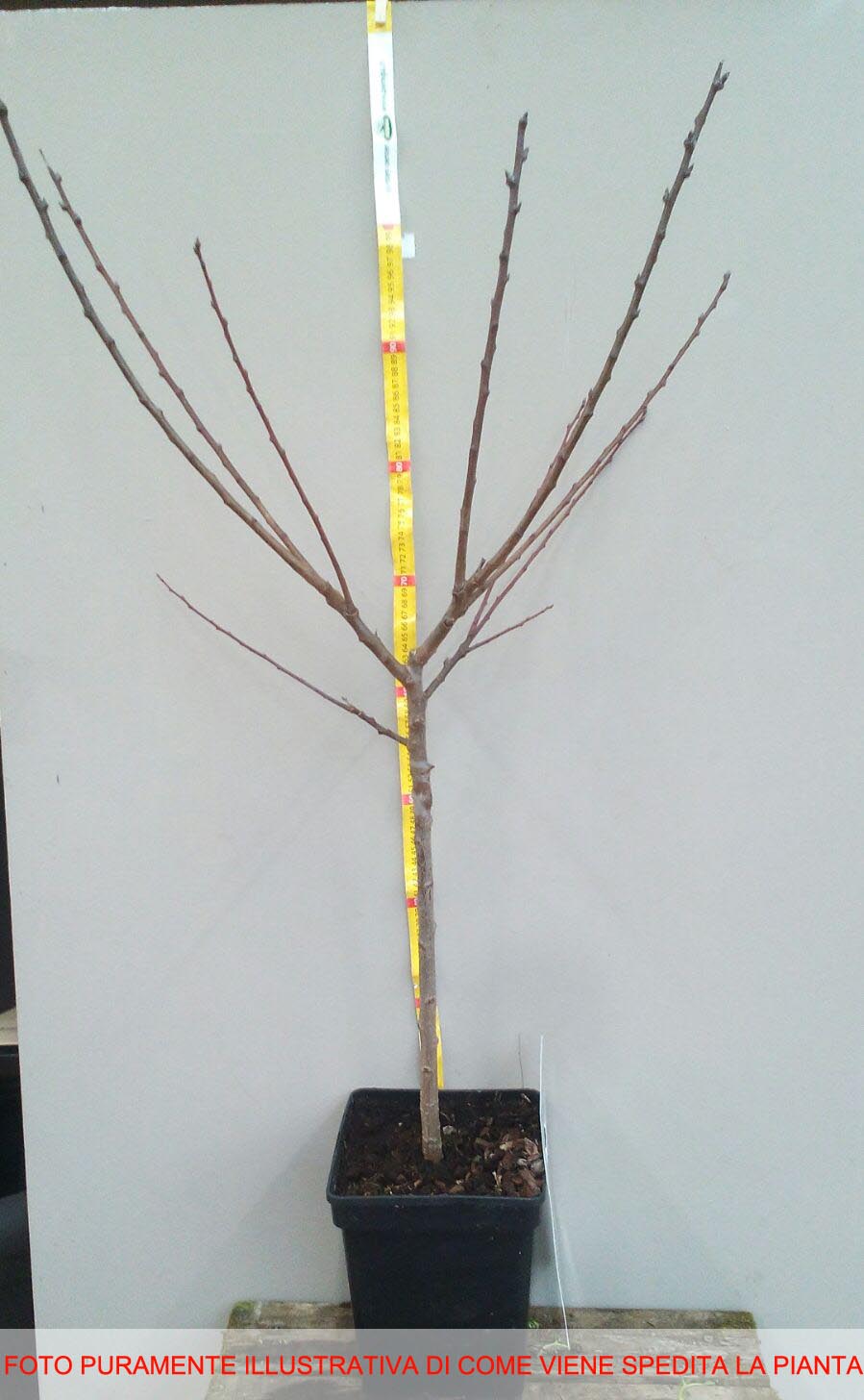 CILIEGIO SUNBURST BURLAT NANO IN VASO 20CM