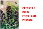 OFFERTA 9 BULBI FRITILLARIA PERSICA