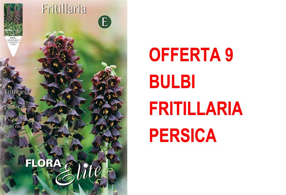 OFFERTA 9 BULBI FRITILLARIA PERSICA