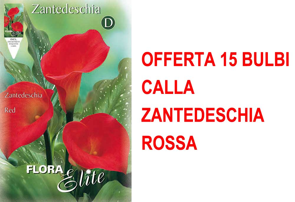 OFFERTA 15 BULBI CALLA ZANTEDESCHIA ROSSA
