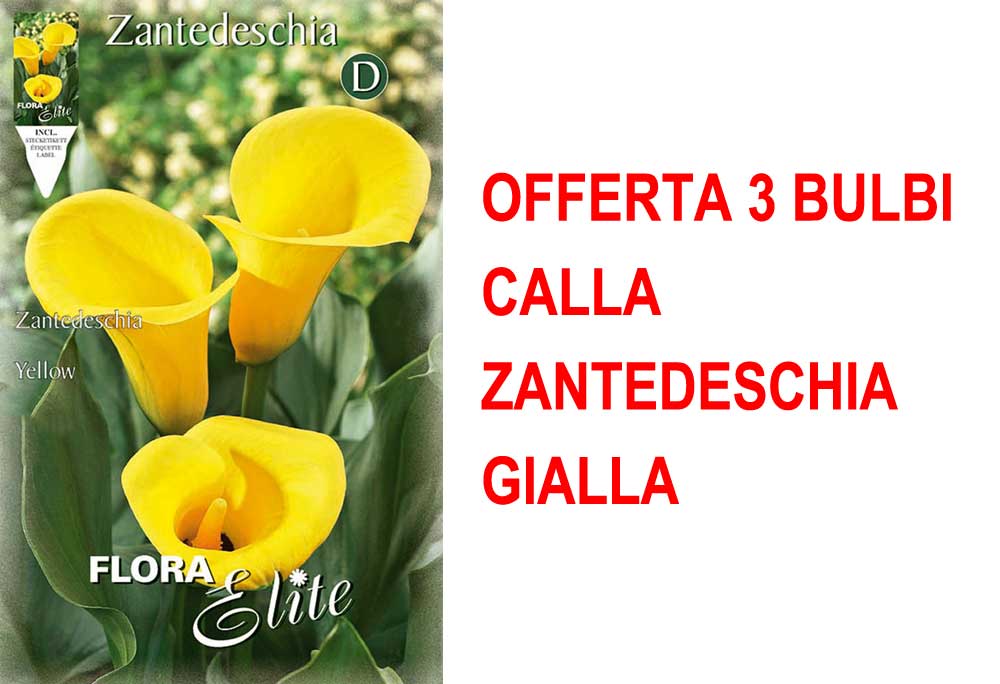 OFFERTA 3 BULBI CALLA ZANTEDESCHIA GIALLA