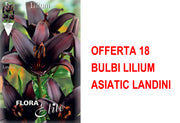 OFFERTA 18 BULBI LILIUM ASIATIC LANDINI