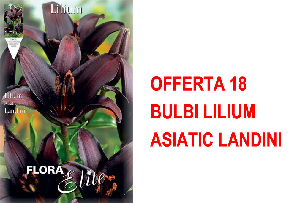 OFFERTA 18 BULBI LILIUM ASIATIC LANDINI