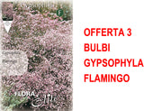 OFFERTA 3 BULBI GYPSOPHYLA FLAMINGO