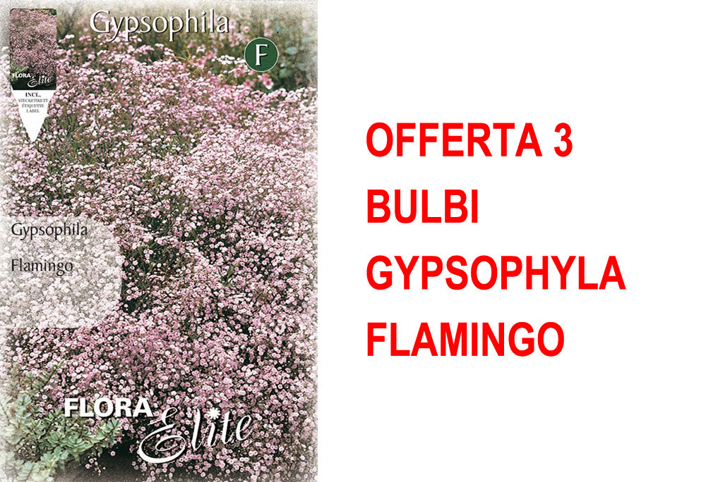 OFFERTA 3 BULBI GYPSOPHYLA FLAMINGO